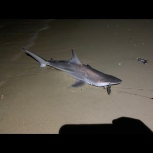 Meet your Posher, Chad